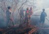 Enam Belas Hektare Lahan di Bunguran Tengah Terbakar