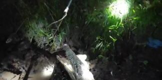 Heboh Buaya 2 Meter Muncul di Kawasan Guntung Punak Karimun