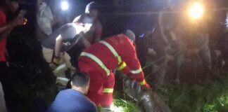 Buaya yang Ditangkap di Guntung Punak Karimun Diserahkan ke BKSDA