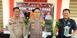 Polres Bintan Tangkap Pemilik Pohon Ganja, Pengakuannya untuk Konsumsi Pribadi pohon ganja bintan