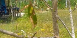 Wabah Ulat Bulu Api Serang Perkebunan Warga di Pelambung Desa Pongkar