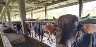 Peternak Full Senyum, Sapi Kurban di Karimun Banjir Pesanan Jelang Idul Adha 2024