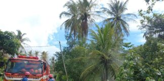 Dispangtan Semprot Wabah Ulat Bulu Api di Pelambung Karimun, 190 KK Terdampak