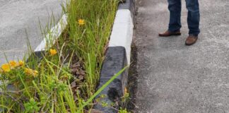 Ular Piton 6 Meter Muncul di Jalan Coastal Area Karimun