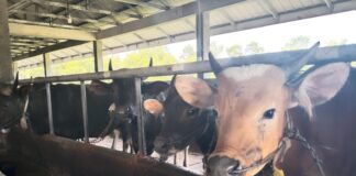 Jelang Idul Adha 2024, Kebutuhan Hewan Kurban di Karimun Meningkat