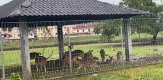 Miliki Penangkaran Rusa Tutol, Pemerhati Hewan Batam Minta Satwa Dievakuasi