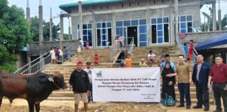 Salurkan 6 Sapi Kurban, TJK Power Sasar Warga Kampung dan Pulau di Nongsa sapi kurban tjk power