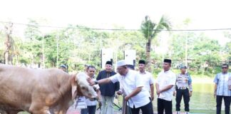 Iduladha 1445 H, Polda Kepri dan Jajaran Sembelih 65 Sapi dan 36 Kambing iduladha polda kepri