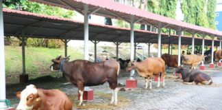 BP Batam Potong Hewan Kurban 14 Sapi dan 12 Kambing pada Iduladha 1445 H hewan kurban bp batam