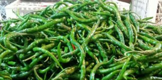 Harga Cabai Hijau dan Cabai Rawit Naik di Ranai harga cabai hijau di ranai