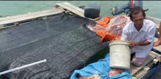 Kebutuhan Ikan Tawar di Batam 5 Ton per Hari
