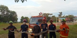 Resahkan Warga, Damkar Karimun Tangkap Ular Piton 4 Meter