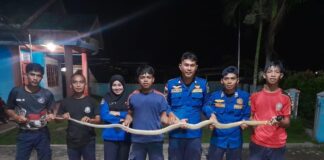 Damkar Natuna Evakuasi Ular Kobra di Rumah Warga