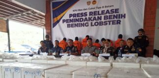 Ratusan Ribu Bibit Lobster Asal Lampung Diamankan, Enam Pelaku Ditangkap