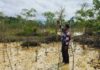 BRGM Telah Selesai Verifikasi 49 Hektare Hasil Penanaman Mangrove di Natuna