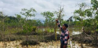 BRGM Telah Selesai Verifikasi 49 Hektare Hasil Penanaman Mangrove di Natuna