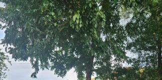 Anggota DPRD Kepri Diberitakan Blokir Jalan Pakai Sampah, Taba: Itu Berita Bohong