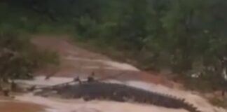 Nelayan Resah, Iman Desak Penangkaran Buaya Perketat Keamanan