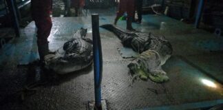 Beda Data dengan Kepolisian, BKSDA Sebut Buaya Lepas Lebih dari 5 Ekor buaya lepas batam