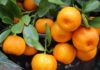 Jeruk Mandarin: Buah Khas Imlek yang Kaya Manfaat untuk Tubuh