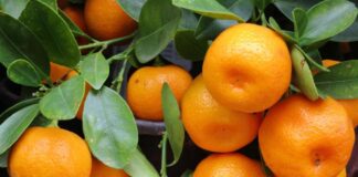 Jeruk Mandarin: Buah Khas Imlek yang Kaya Manfaat untuk Tubuh