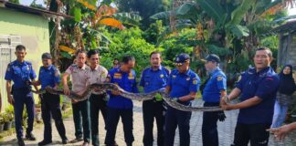 Damkar Karimun Tangkap Ular Sanca 5 Meter Usai Mangsa Kucing Warga ular sanca di karimun