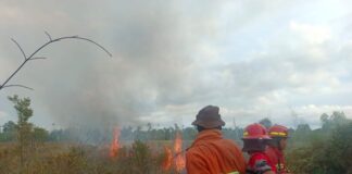 5 Hektare Lahan milik Pemkab Natuna Ludes Terbakar lahan pemkab natuna terbakar