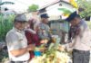 Panen Jagung di Asrama Polsek Belakang Padang, Warga Diajak Manfaatkan Lahan jagung polsek belakang padang