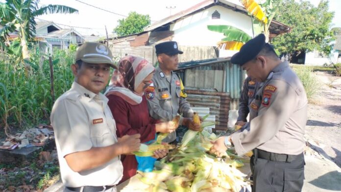 jagung di batam jagung polsek belakang padang