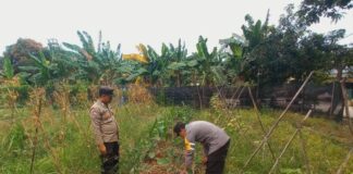 Polsek Batu Ampar Dukung Ketahanan Pangan, Pantau Pertanian Warga ketahanan pangan batu ampar