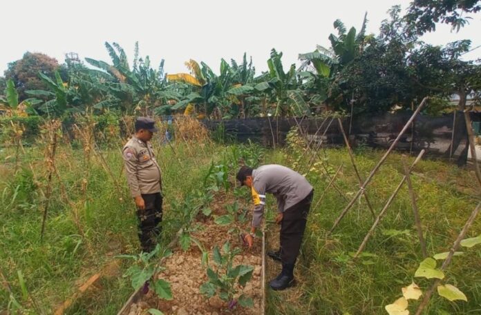 ketahanan pangan batu ampar