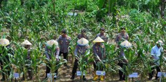Panen Jagung di Batam: Sinergi Polri dan Masyarakat Dukung Ketahanan Pangan panen jagung di batam