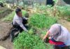Bhabinkamtibmas Bantu Rawat Kebun Sayur Warga Kampung Pelita