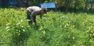 Sinergi Polri dan Warga Tanjung Sengkuang, Ubah Lahan Tidur Jadi Kebun lahan tidur tanjung sengkuang