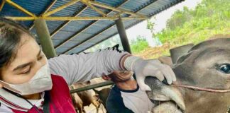 Jelang Iduladha, Pengawasan Hewan Kurban di Tanjungpinang Diperketat pengawasan hewan kurban tanjungpinang