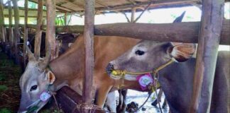 Stok Hewan Kurban Cukup, DPPP Tanjungpinang Imbau Cek Label SL hewan kurban tanjungpinang