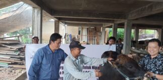 Perkuat Komitmen Sosial, TJK Power Salurkan Hewan Kurban Bagi Warga Teluk Nipah