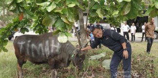 Idul Adha 1446 H, PT Timah Salurkan Ratusan Hewan Kurban di 4 Provinsi hewan kurban PT Timah