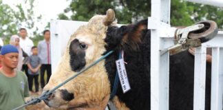 Wali Kota Batam Terima Sapi Kurban Presiden, Disembelih di Masjid Sultan sapi kurban presiden