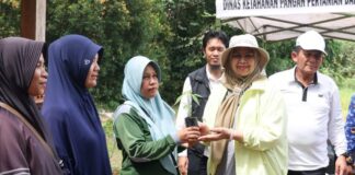 Dorong Ketahanan Pangan, 45 Ribu Bibit Cabai Gratis Dibagikan di Kepri bibit cabai gratis kepri