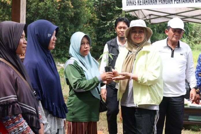 bibit cabai gratis kepri