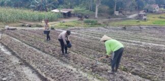 Jaga Ketahanan Pangan, Polisi di Lingga Ikut Bertani polisi di lingga bertani