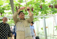 Screenhouse Tembeling, Inovasi Pertanian Anggur yang Jadi Wisata Baru di Bintan Screenhouse Tembeling