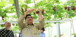 Screenhouse Tembeling, Inovasi Pertanian Anggur yang Jadi Wisata Baru di Bintan Screenhouse Tembeling