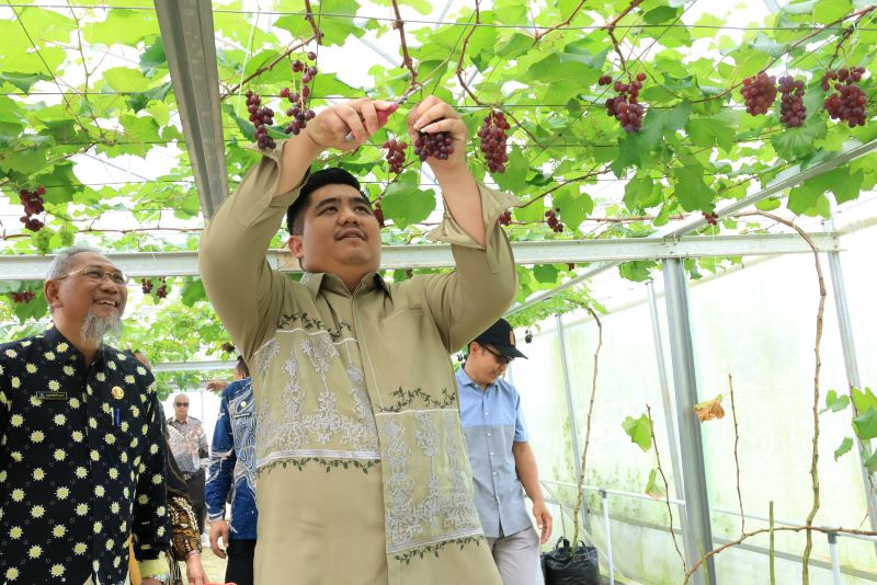 Screenhouse Tembeling, Inovasi Pertanian Anggur yang Jadi Wisata Baru di Bintan