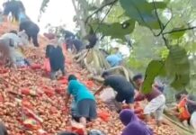 Puluhan Ton Bawang Bombai di Bukit Melcem Diserbu Warga hingga Dijual Online bawang bombai bukit melcem
