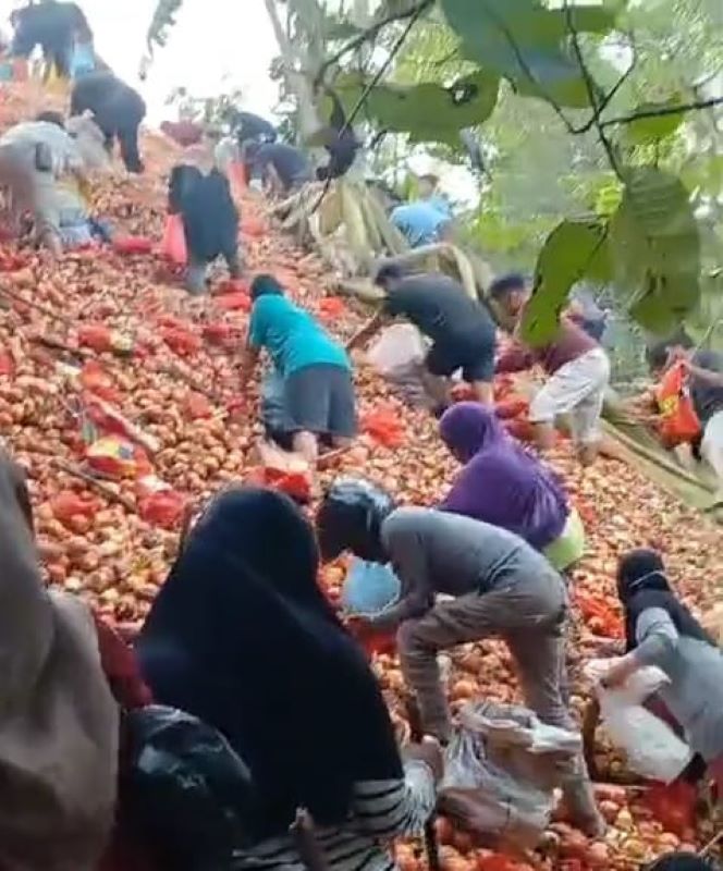Asalnya Belum Ditelusuri, Warga Diimbau Tak Konsumsi Bawang Bombai dari Bukit Melcem