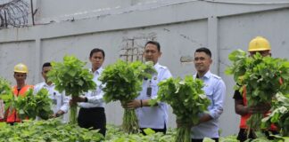 Mandiri dan Produktif, Warga Binaan Lapas Batam Panen 170 Kg Bayam lapas batam panen bayam