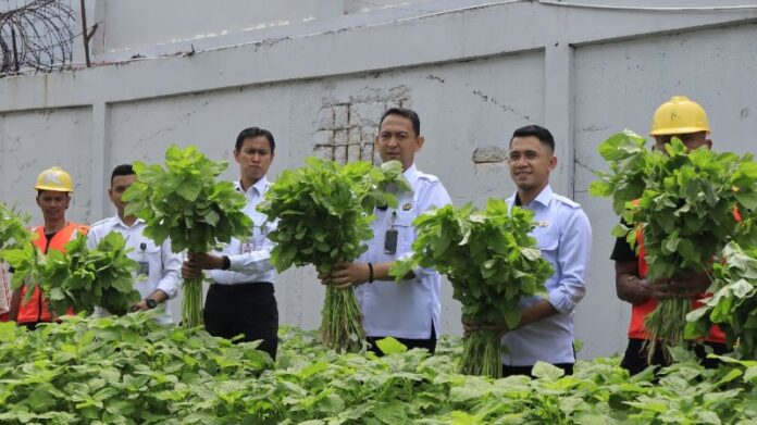 lapas batam panen bayam