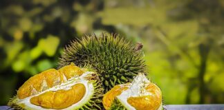 Batam Jalur Durian Ilegal dari Malaysia, Bea Cukai: Tak Ada Temuan Pelanggaran